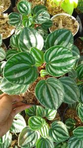 Tanaman hias peperomia - Peperomia belimbing - Tanaman sudut ruangan