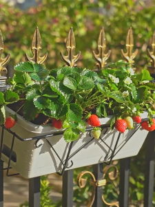 กระถางแขวนต้นไม้ กระถางแขวนผนัง  เหลี่ยม  ใช้แขวนที่กำแพง รั้วบ้าน หรือระเบียงห้องนอน คอนโด เพิ่มอ๊อกซิเจน