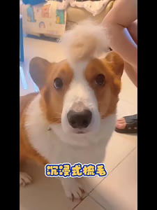 หวีกำจัดขนสัตว์เลี้ยง (สุนัข/แมว) - มีปุ่มกดดันขนออก แปรงขนสะดวก CW06