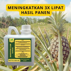 Pupuk Buah Nanas: Cara Meningkatkan Kualitas dan Produksi