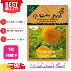 [Virladia Seeds] Biji Benih Tanaman bunga Matahari Teddy Bear