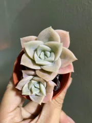 Echeveria Claudia Rose Succulent 克罗地亚玫瑰諁多肉植物Succulent