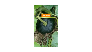 Kemasan Original | Benih Biji Labu Hitam Jepang | Black Futsu | Labu Jepang | Black Pumpkin