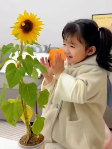 My Little Garden Children Planting Kit Potted Mini Plant Growth Sprouting Seed Box for Kids Gardening Fun