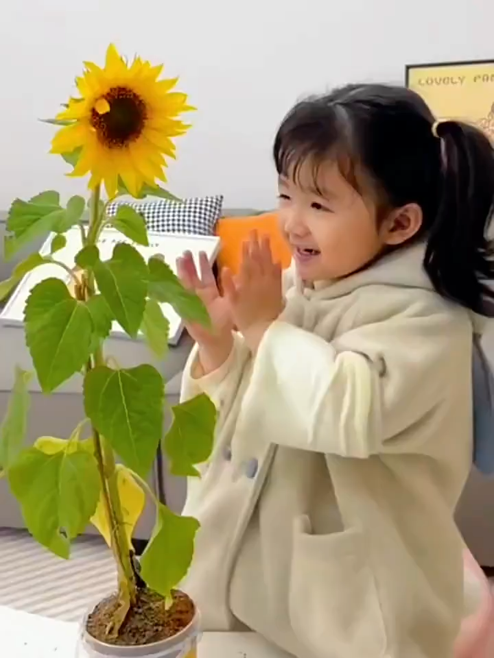 My Little Garden Children Planting Kit Potted Mini Plant Growth Sprouting Seed Box for Kids Gardening Fun