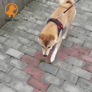 Reflective Breathable Dog Harness and Leash Adjustable Collar Leash Dog Leads for Medium Large Dog