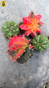 (Combo Set) Gymnocalycium Mihanovichii / Gymnocalycium Variegated / Live Cactus / Succulent