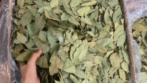 Lá Nguyệt Quế - Lá Thơm - Hàng Xô Giá Rẻ - (Bay Leaf) Việt Hiệp