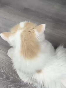 Đồ chơi đuổi bắt lông vũ cho Mèo gắn vòng cổ silicon mềm mại (mẫu mới) - Hara Pet Store