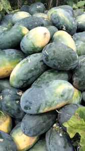 75 Biji - Kemasan Hemat Semangka \"New Pataya F1\" Tahan Penyakit