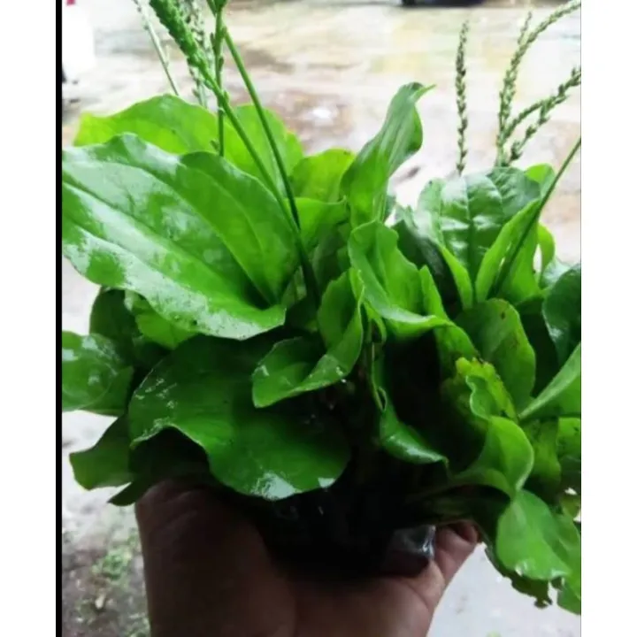 Tanaman%20Daun%20Ki%20urat%20Daun%20Sendok%20Obat%20herbal%20alami300gr%20-%20Image%204