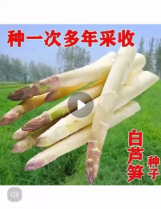 Benih Asparagus Putih(18 Seeds)/白芦笋籽/WhiteAsparagus Seeds