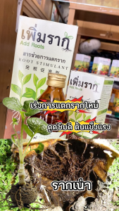 เพิ่มราก Add Roots สารช่วยการแตกราก ขนาด 100 ซีซี จำนวน 2 ขวด ฟื้นต้นโทรม กระตุ้นรากแข็งแรง เร่งราก