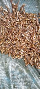 paketan Gabus terlaris +pelet