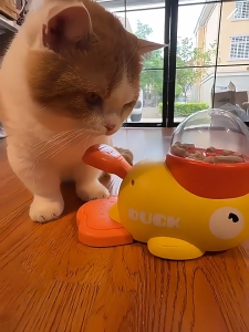 ของเล่นแมว ของเล่นสัตว์เลี้ยง ของเล่น สุนัข ของเล่นแมวถูกๆ cat toys ของเล่นหมา cat toy