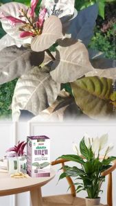 Daun Ungu Herbal Alami & Obat Wasir Hemoroid Herbal Ambeien 60 Kapsul
