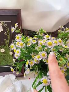 BAIFULING | Khung Mẫu Hoa Ép Sáng Tạo Phong Cách Trung Quốc Handmade