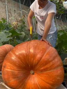Giant pumpkin seeds are easy to grow vegetable seeds are high-yielding and can be planted all year round
