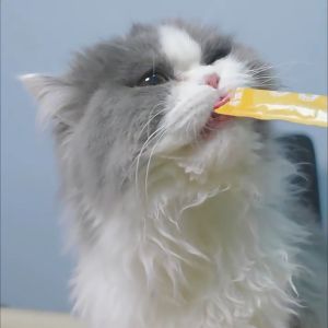 Same Flavor Buy 10 Ship 20 Cat treats cat food wet food for kitten Food cats snacks