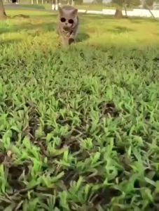 เปลือนชุดของ สร้อยคอหมาแมว ปลอกคอสัตว์เลี้ยง สร้อยคอสูนัข โซ่สีทอง ปรับระดับได้ ปลอกคอแมว ปลอกคอสูนัข