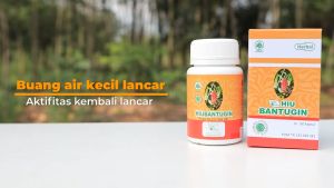 HIU Bantugin 60 Kapsul Jamu Batu Urin Ginjal Saluran Kemih Herbal Indo Utama