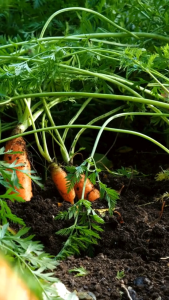 Carrot Seeds – High Yield Root Crop Variety – Easy to Grow – Green Thumbs RDZY