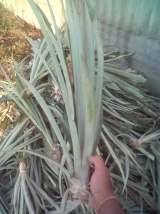 หน่อสับปะรดตราดสีทอง100หน่อ