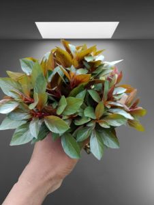 ludwegia sp repens per 25 batang tanaman aquascape hiasan aquarium