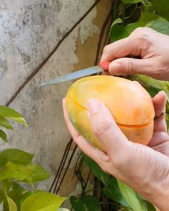 BIBIT MANGGA GEDONG GINCU Aneka Bibit Unggul