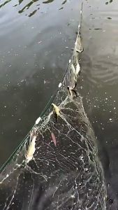 【Local Warehouse】25/45m Net Trap for Fish Single Layer Fly Fishing Carpfishing Crucian Sea Accessories Freshwater Gillnet Monofilament Articles Clear Green White Fishing Net with Float Fish Trap Small Net Gill Nylon 1PC Fish Accessory Mesh Monofilament