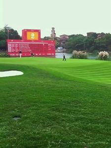 （爆款种子）草坪草籽四季常青护坡狗牙根庭院地毯草种子绿化马尼拉黑麦草皮孑