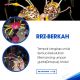 RRZ_BERKAH