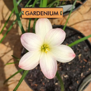 Umbi Bunga Rain Lily Minions - Rainlily Zephyranthes Hybrid