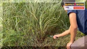 เคียวเหล็กแมงกานีสแท้ ด้ามเหล็ก ยาว 19cm คมกริบ เหล็กแมงกานิส ใช้สำหรับ ตัดไม้ ตัดหญ้า ตัดแต่งกิ่งไม้ สวนกล้วย สวนปาล์ม สวนไผ่