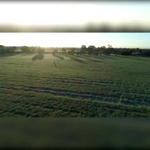 NAVITAS PURE ORGANIC BARLEY GRASS Barley Grass Powder Organic For Lose Healthy Weight Body Detox