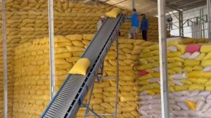 Gạo Japonica Gạo Nhật Nam Bình Gạo Ngon Cơm Dẻo Thơm Vị Đậm Đà Bao 10kg