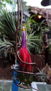 Aluminium Wire Air Plant Support Holder