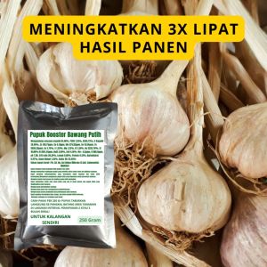 Pupuk Booster Bawang Putih: Cara Menggunakan Pupuk Berkualitas Tinggi