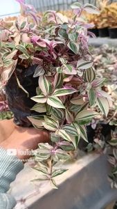Tanaman gantung tradescantia threecaler