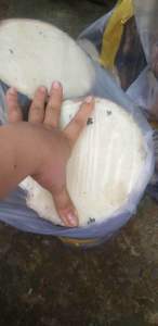 Củ bạc hà núi 10kg đào ở núi Cô Tô hang tuyen bao tươi mới