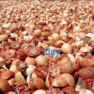 1kg buah pinang/jambe buah pinang muda segar MURAH MERIAH PAKET HEMAT