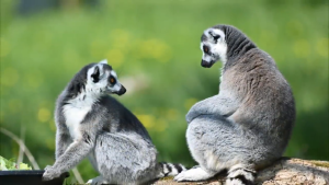 Nikon Z5II Mirrorless Camera Body | 24-50mm Lens | 24-70mm Lens | 24-200mm Lens - T2 Electronics