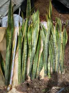 Cây Lưỡi hổ viền vàng - cây nội thất - cây phong thuỷ