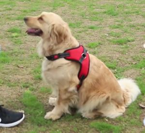 สายรัดอก เฉพาะสายรัดอก จูงสุนัข สายจูงหมา จูงสัตว์เลี้ยง พันธุ์กลาง-ใหญ่