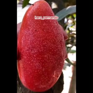 Bibit mangga miyazaki asli jepang hasil okulasi cepat berbuah