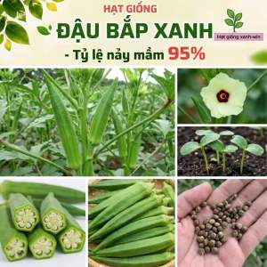 Hạt giống đậu bắp xanh - Tỷ lệ nảy mầm 95% - Sản phẩm từ Hat giông xanh-win