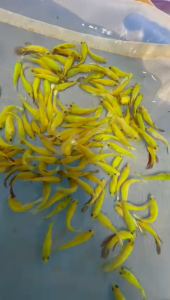 Neon halfmoon plakat / NEON HMPK