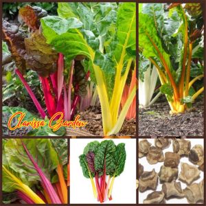 10 BUTIR BIJI/BENIH TANAMAN SWISS CHARD RAINBOW