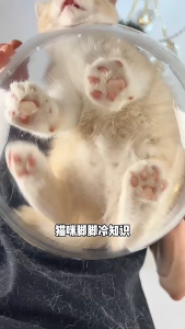 Electric Pet Clippers Foot Hair Trimmer Pet Paw Hair Clipper Pet Grooming Supplies for Cat Dog