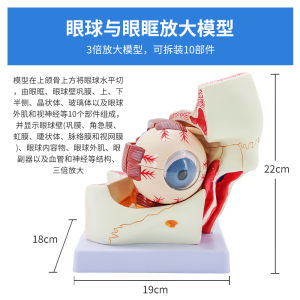 6x Magnified Human Eye Model Anatomical Teaching Model of Eye Structure for Medical And Health Toys for Ages 14 And up